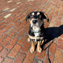 Load image into Gallery viewer, Puppy Day Train