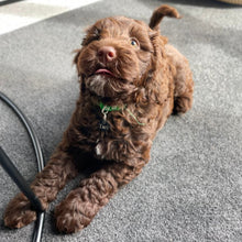 Load image into Gallery viewer, 4-Week Puppy Course