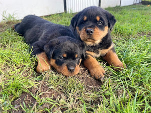 Puppy Day Train