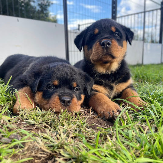 4-Week Puppy Course
